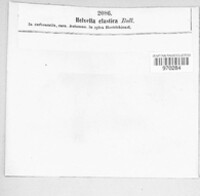 Helvella elastica image